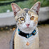 8 PCS Cat Bell for Dog Collar Charm, Loud Dog Training Bell with Pet Collar Accessories for Small Dogs & Cats (Rose