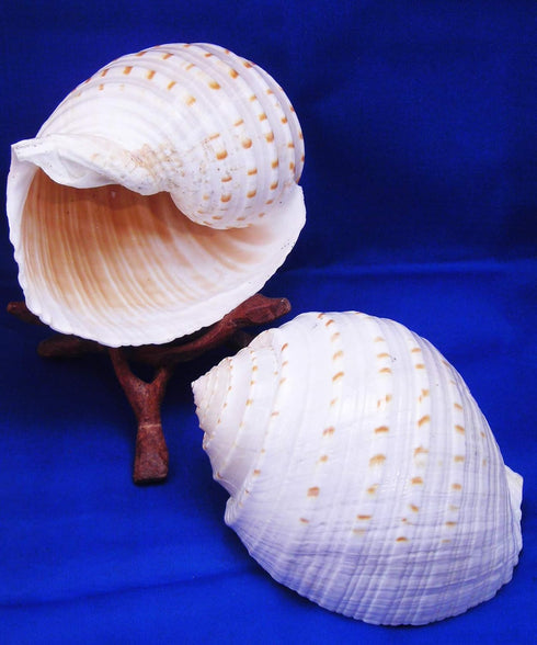 Florida Shells and Gifts Inc. Set of 2 Beautiful Tonna Tesselata Spotted Tun Shells Hermit Crab Natural