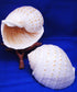 Florida Shells and Gifts Inc. Set of 2 Beautiful Tonna Tesselata Spotted Tun Shells Hermit Crab Natural