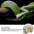 Reptile Aquarium Skull Decor, Snake Hideout Resin Skeleton Head Fish Hide, 4.7 × 3.5 × 3.7 Inch