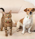 KUDES Pet Collar for Small Dogs and Cats, Adjustable PU Leather with Rhinestone Pendant, Choker Necklace