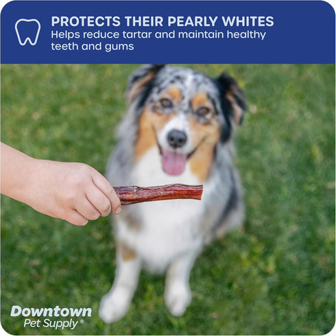 Downtown Pet Supply USA-Made 12-inch Bully Sticks for Dogs, 0.5 LB, Nutrient-Rich, Odor Free Chews