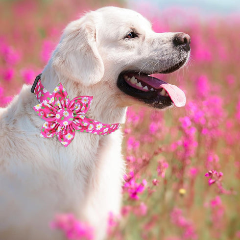 Daisy Pink Dog Collar, Cute Floral Bow for Small Medium Large Dogs, Soft and Fancy Pet Collars for Girls
