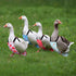 6 DoubleFill Pcs Chicken Diapers for Indoor Chickens Reusable Washable Duck Diapers with Bowtie Adjustable Ducklings