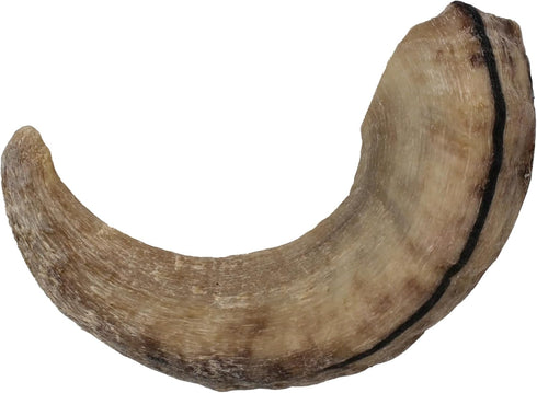 Icelandic+ Lamb Horn, Large 7" Dog Chew - Long-Lasting Crunchy Treat for Medium & Large Dogs