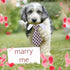 4 Pieces Adjustable Cat Dog Tie with Collar, Puppy Pets Formal Necktie Collars, Bow Ties for Cat Small Dogs Grooming