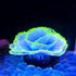 Besimple Artificial Coral Ornament, Glowing Effect Resin Aquarium Plants for Fish Tank Decorations in Blue