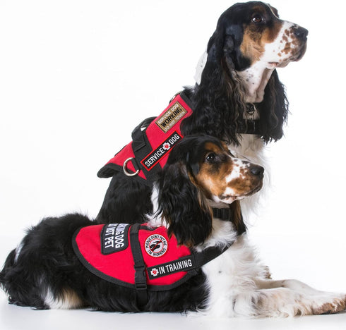 Pack of 16 Service Dog Patches: Do Not Pet, Ask to Pet, Removable Tactical Patches with Hook and Loop