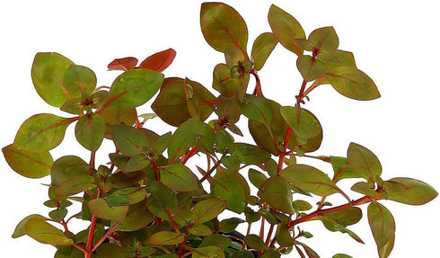 Rare Ludwigia sp. Mini 'Super Red' Freshwater Aquarium Plant - Vibrant Color