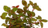 Rare Ludwigia sp. Mini 'Super Red' Freshwater Aquarium Plant - Vibrant Color