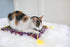 FAT CAT Big Mama's Scratch Cat Toy Box, Includes 100% Organic Catnip Grown in the USA