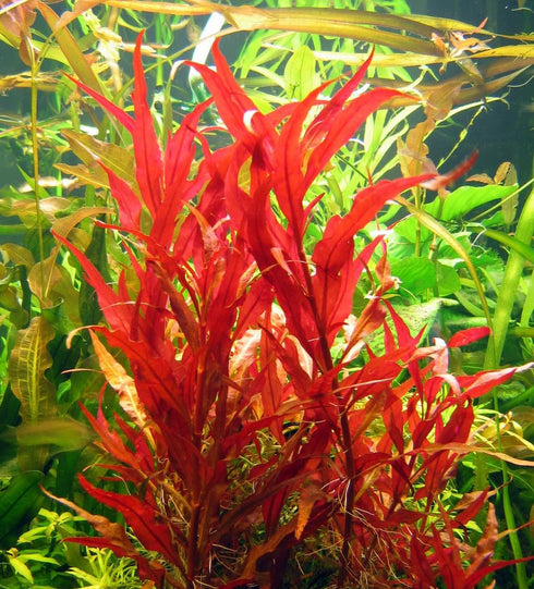 Aquatic Discounts 1 5-6 BUY2GET1 Alternanthera - RED Live Aquarium Plant, Bundle in. Great for Betta, Guppy, Cherry