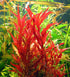 Aquatic Discounts 1 5-6 BUY2GET1 Alternanthera - RED Live Aquarium Plant, Bundle in. Great for Betta, Guppy, Cherry