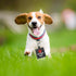 Funny Dog Leash Sleeve Do Not Pet Wrap Alert Hanging ID Patch Tag, Pet Birthday Gift (Do Not Pet2-Tag)