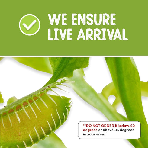 Store 4.5" Venus Fly Trap Live Plant with Pink Terrarium + Carnivorous Plants Food Bundle with Feeding Tweezers