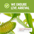 Store 4.5" Venus Fly Trap Live Plant with Pink Terrarium + Carnivorous Plants Food Bundle with Feeding Tweezers