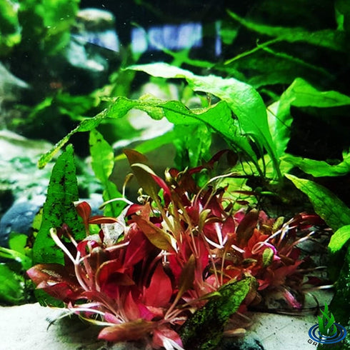 (Alternanthera Reineckii VAR. Rosanervig) Greenpro Alternanthera Reineckii Potted Live Aquarium Plants Easy Super Red