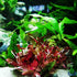 (Alternanthera Reineckii VAR. Rosanervig) Greenpro Alternanthera Reineckii Potted Live Aquarium Plants Easy Super Red