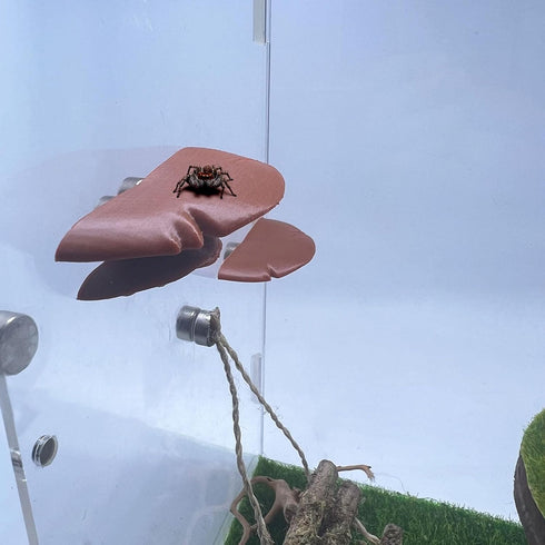 Jumping Spider Mushroom Shelf, Magnetically Concealed Jumping Spider Habitat,Serves As Enclosure Decorate Accessories