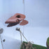 Jumping Spider Mushroom Shelf, Magnetically Concealed Jumping Spider Habitat,Serves As Enclosure Decorate Accessories