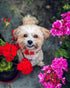Floral Dog Collar for Large Dogs, Designer Girl Dog Collar with Flower Bow, Quick Release Wedding Collar