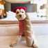 Interactive Dog Toys - Dog Puzzle Toy, Squeak Toys for Stress Release and Boredom for All Dog Sizes
