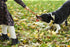 2Pcs Dog Training Ball on Rope, Exercise and Reward Toy for Chew Training, Tug Toy for Dogs