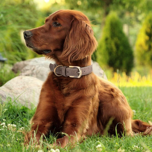 Classic Leather Dog Collar for Small Medium Large Dogs Padded Soft and Strong Adjustable Pet Collars Heavy Duty Dog Collar