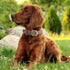 Classic Leather Dog Collar for Small Medium Large Dogs Padded Soft and Strong Adjustable Pet Collars Heavy Duty Dog Collar