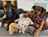 Big Brother Dog Bandana - Reversible Plaid Triangle Bibs Pet Scarf