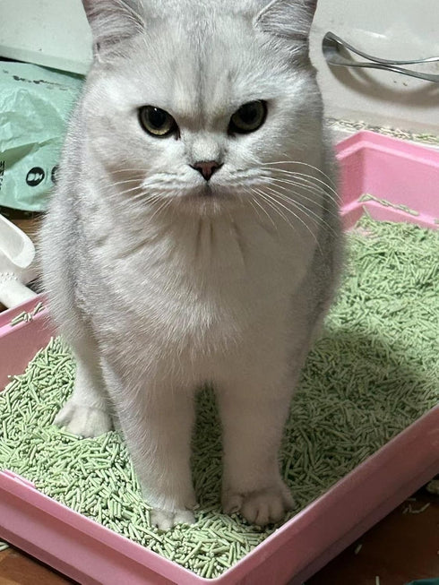 Tofu Cat Litter, Green Tea, 5.5 Lbs, Flushable Clumping, Ultra Absorbent, Low Tracking