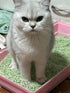 Tofu Cat Litter, Green Tea, 5.5 Lbs, Flushable Clumping, Ultra Absorbent, Low Tracking