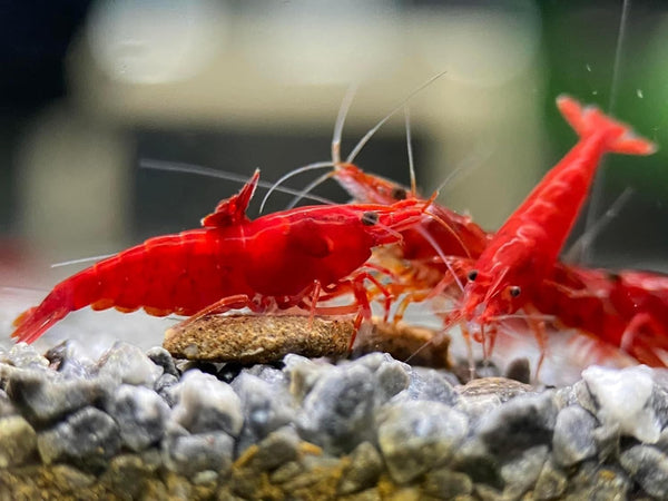 WAS HOLDING was 20 High Grade Fire Red Cherry Shrimps Neocaridina Live Freshwater Shrimp