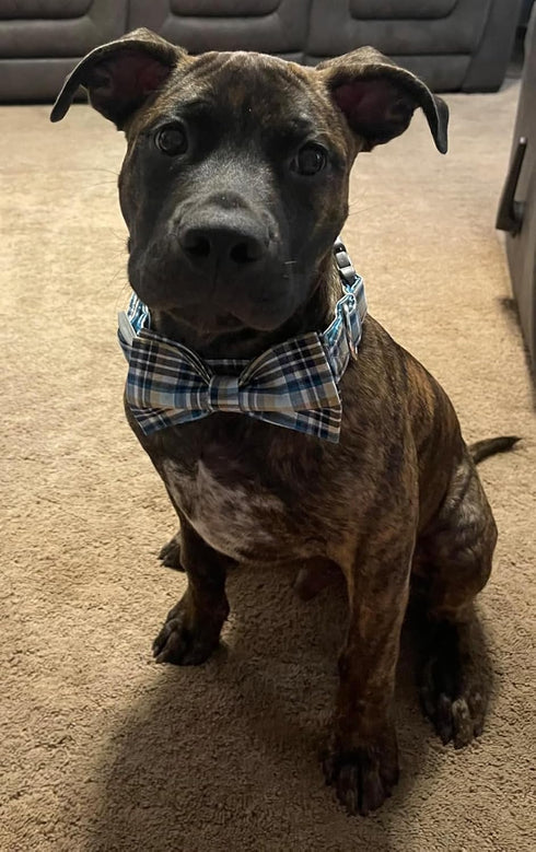 Lionet Paws Dog and Cat Collar with Bowtie, Adjustable Grid Collar for Small to Large Dogs