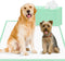Dog Pee Pads Extra Large 30" 36" - 40 Count, XXL Urine