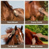 14 Set Horse Grooming Kit Pieces, Horse Brushes for Grooming & Bathing Supplies, Professional Horse Supplies with Mane
