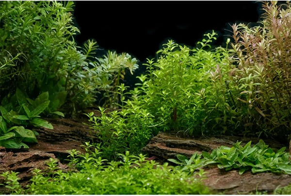 AWERT 72x18 inches Aquarium Background - River Bed & Lake Aquatic Plant Fish Tank Background
