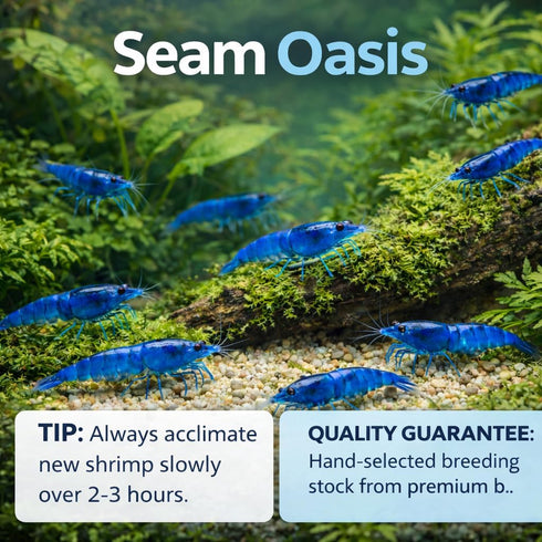 15+ Blue Dream Supreme Gene Shrimps Live Freshwater Shrimp Aquarium Neocaridina, Live Arrival Guarantee