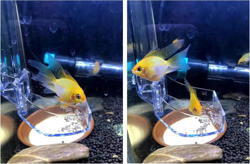 Aquarium Fish Shrimp Feeding Dish Set, Transparent Feeding Tube with Ring and Cleaning Brush for Fish Tank