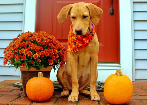 Halloween Dog Bandana, 4 PCS/Pack, Reversible Triangle Bibs Scarf Accessories for Large Dogs Cats Pets