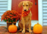 Halloween Dog Bandana, 4 PCS/Pack, Reversible Triangle Bibs Scarf Accessories for Large Dogs Cats Pets