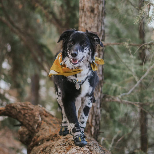 QUMY Dog Shoes for Large Dogs, Medium Dog Boots & Paw Protectors for Winter, Summer, Water-Resistant
