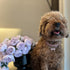 Rhinestone Pet Collar - Sparkling 3 Rows Crystal Diamond Adjustable Wedding Collar, Puppy Girl Bling Necklace for Small