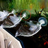 Shrimp Feeding Dish, Leaf Shaped Bowl