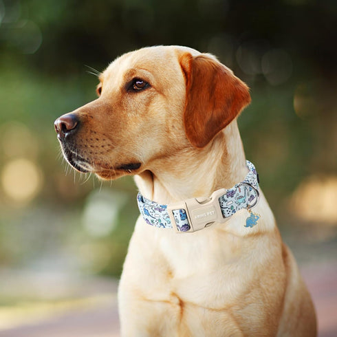 ARING PET Dinosaur Dog Collar, Adjustable Cute Dog Collar for Small Medium Large Dogs, Dinosaur Print.