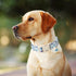 ARING PET Dinosaur Dog Collar, Adjustable Cute Dog Collar for Small Medium Large Dogs, Dinosaur Print.