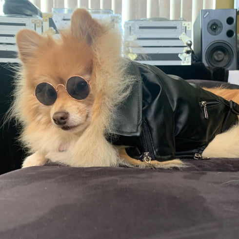 Cool Dog Leather Jacket Coat, Halloween Rock Star Costume for Small Medium Dogs (S, Black)