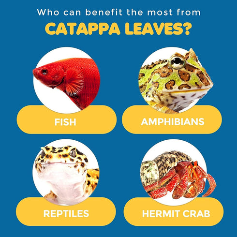 SunGrow 50 Pcs Mini Catappa Indian Almond Leaves for Betta Fish Aquarium, Improves Habitat and Lowers pH