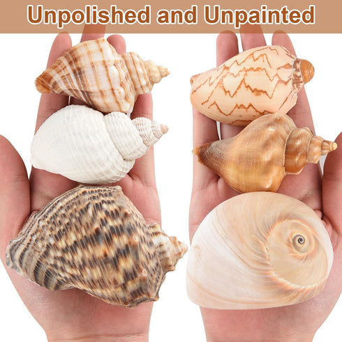 11PCS Hermit Crab Shells, Natural Sea Conch Size 1.5"-3.5" for Small to Medium Crabs