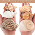 11PCS Hermit Crab Shells, Natural Sea Conch Size 1.5"-3.5" for Small to Medium Crabs